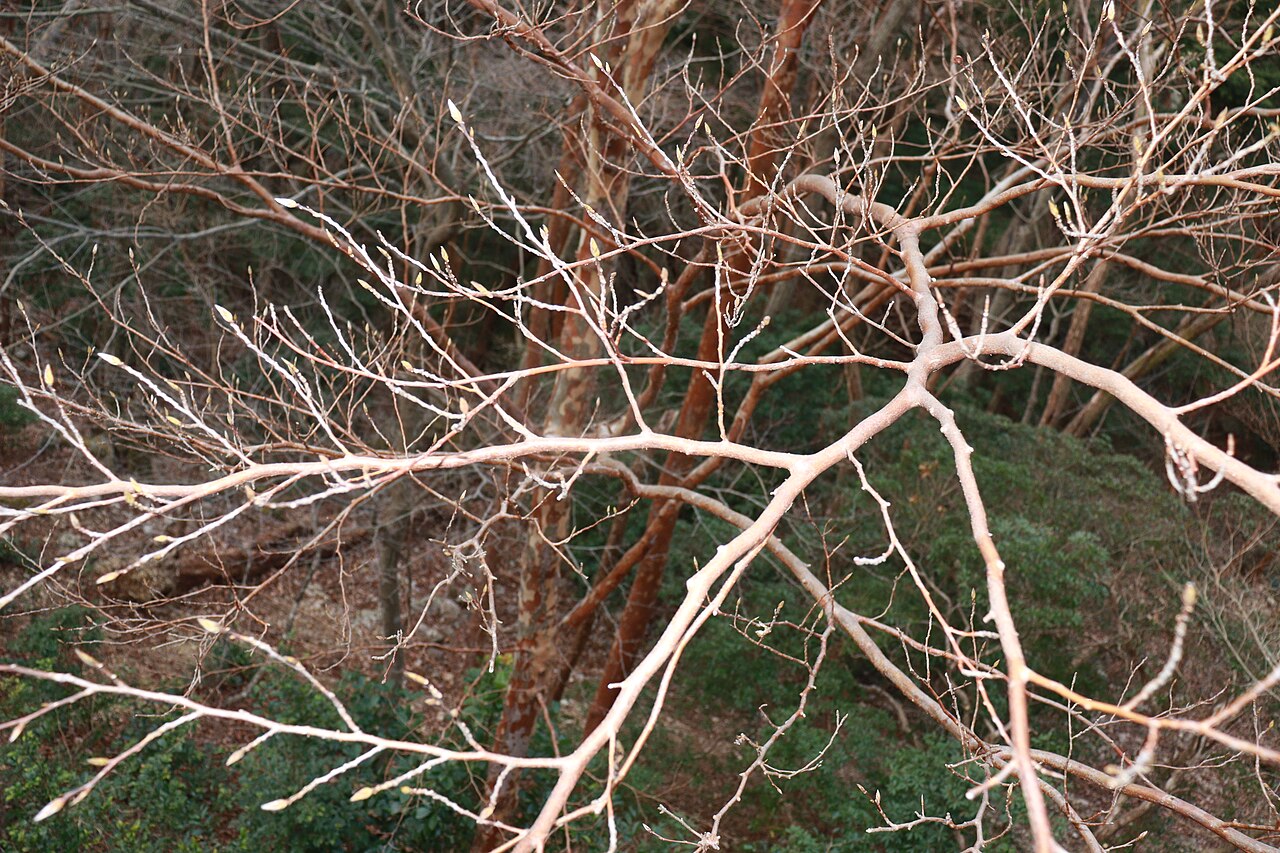 Stewartia monadelpha: Stewartia monadelpha in Mount Nanahora, Taiki, Mie Prefecture, Japan.