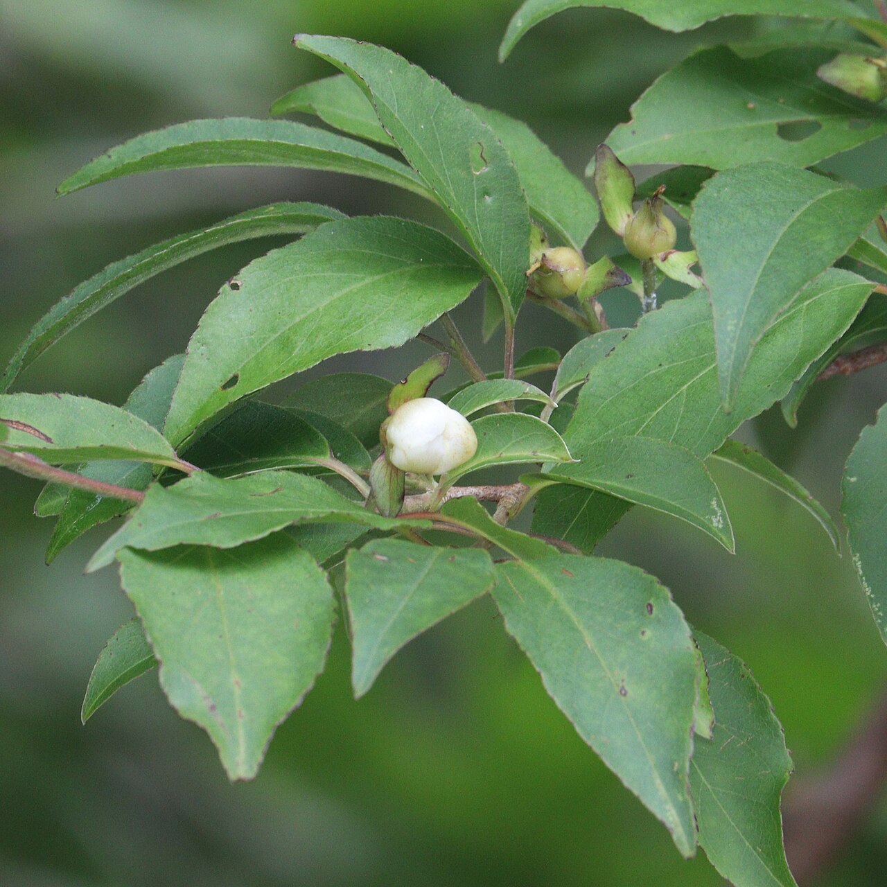 Stewartia monadelpha: Stewartia monadelpha in Mount Asama, Ise, Mie Prefecture, Japan.