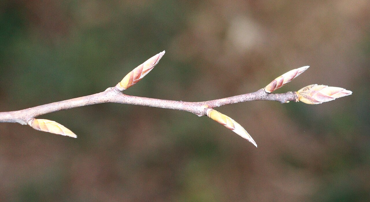 Stewartia monadelpha: Stewartia monadelpha in Mount Nanahora, Taiki, Mie Prefecture, Japan.