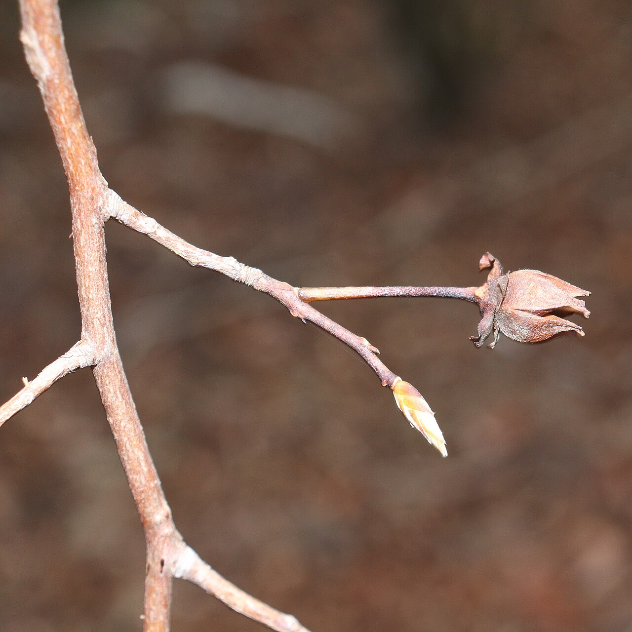 Stewartia monadelpha: Stewartia monadelpha in Mount Nanahora, Taiki, Mie Prefecture, Japan.