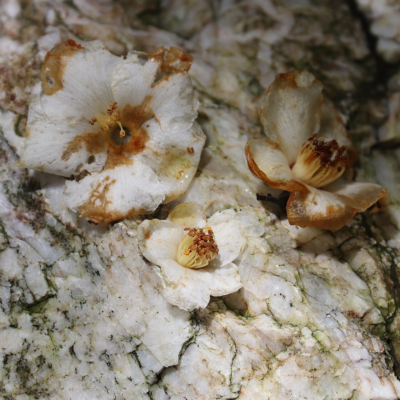 Stewartia monadelpha: Stewartia monadelpha in Mount Nanahora, Taiki, Mie Prefecture, Japan.