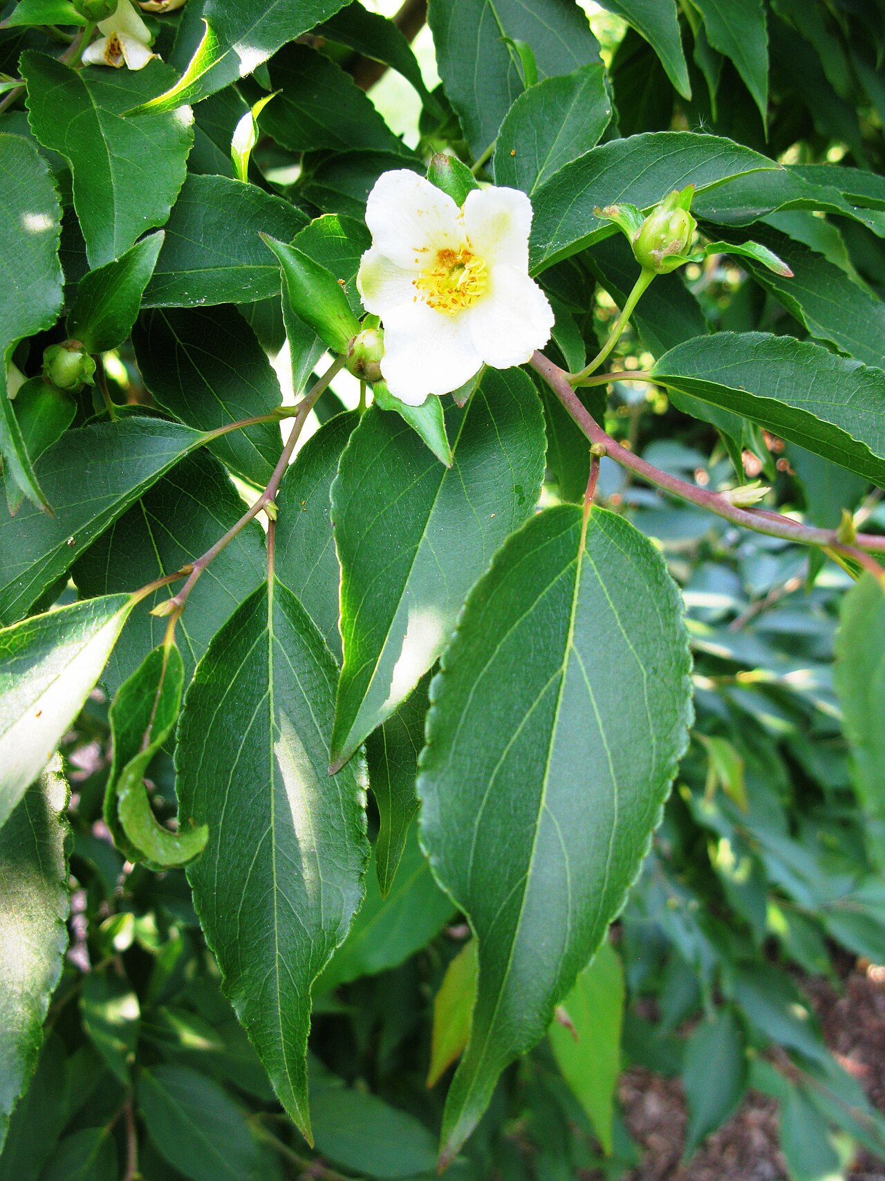 Stewartia monadelpha: Stewartia monadelpha , Koishikawa Botanical Gardens, The University of Tokyo, Japan