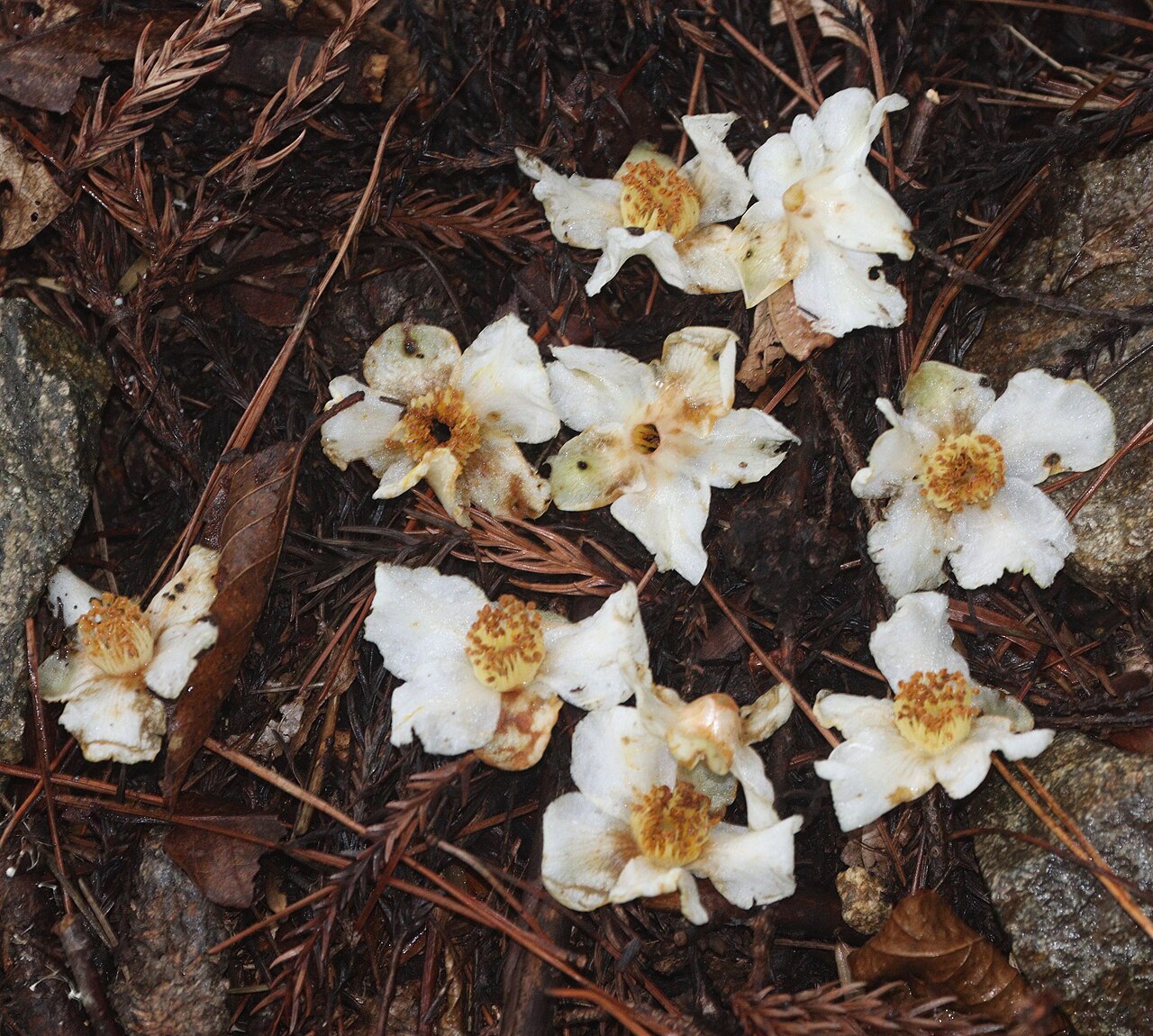 Stewartia monadelpha: Fallen flowers of Stewartia monadelpha in Mount Tsubone, Matsusaka, Mie Prefecture, Japan.