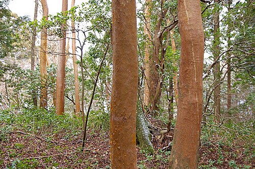 Stewartia monadelpha: ヒメシャラ (静岡県松崎町長九郎山) Stuartia monadelpha