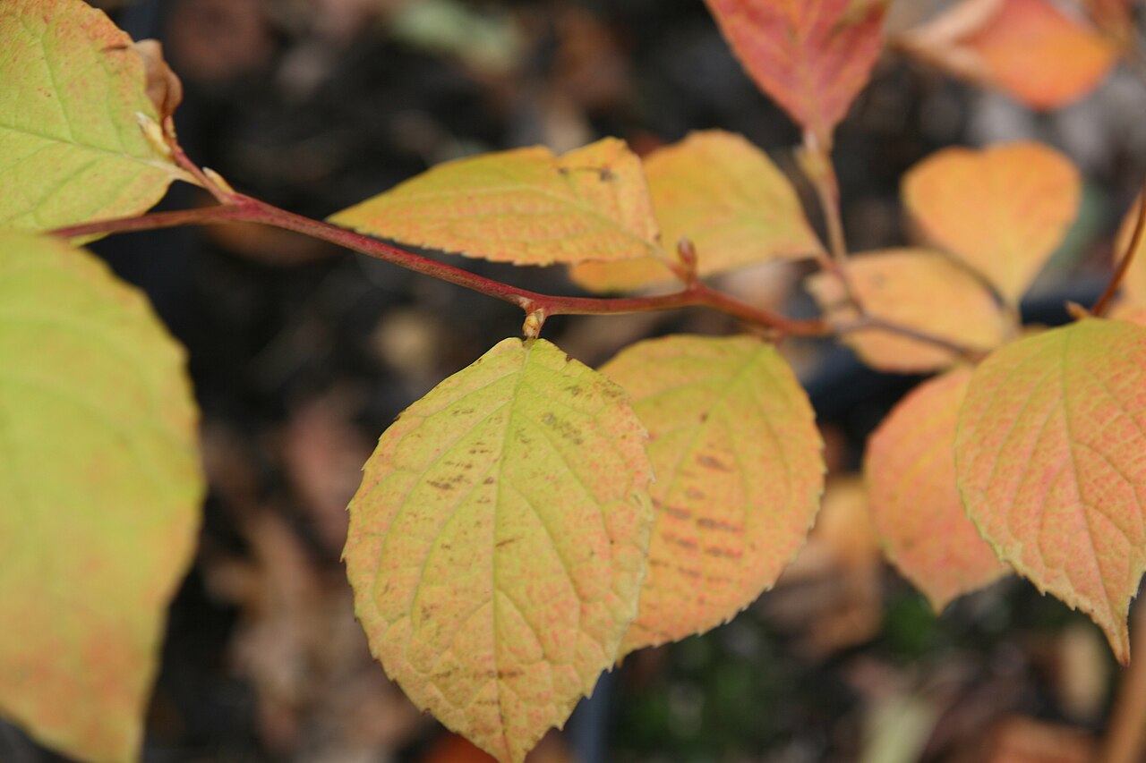 Japanese stewartia: Location taken: Merrifield Garden Center, Fairfax VA USA. Names: Stewartia koreana Nakai ex Rehder, Korean Stewarti Classification: Plantae > Magnoliophyta > Ma