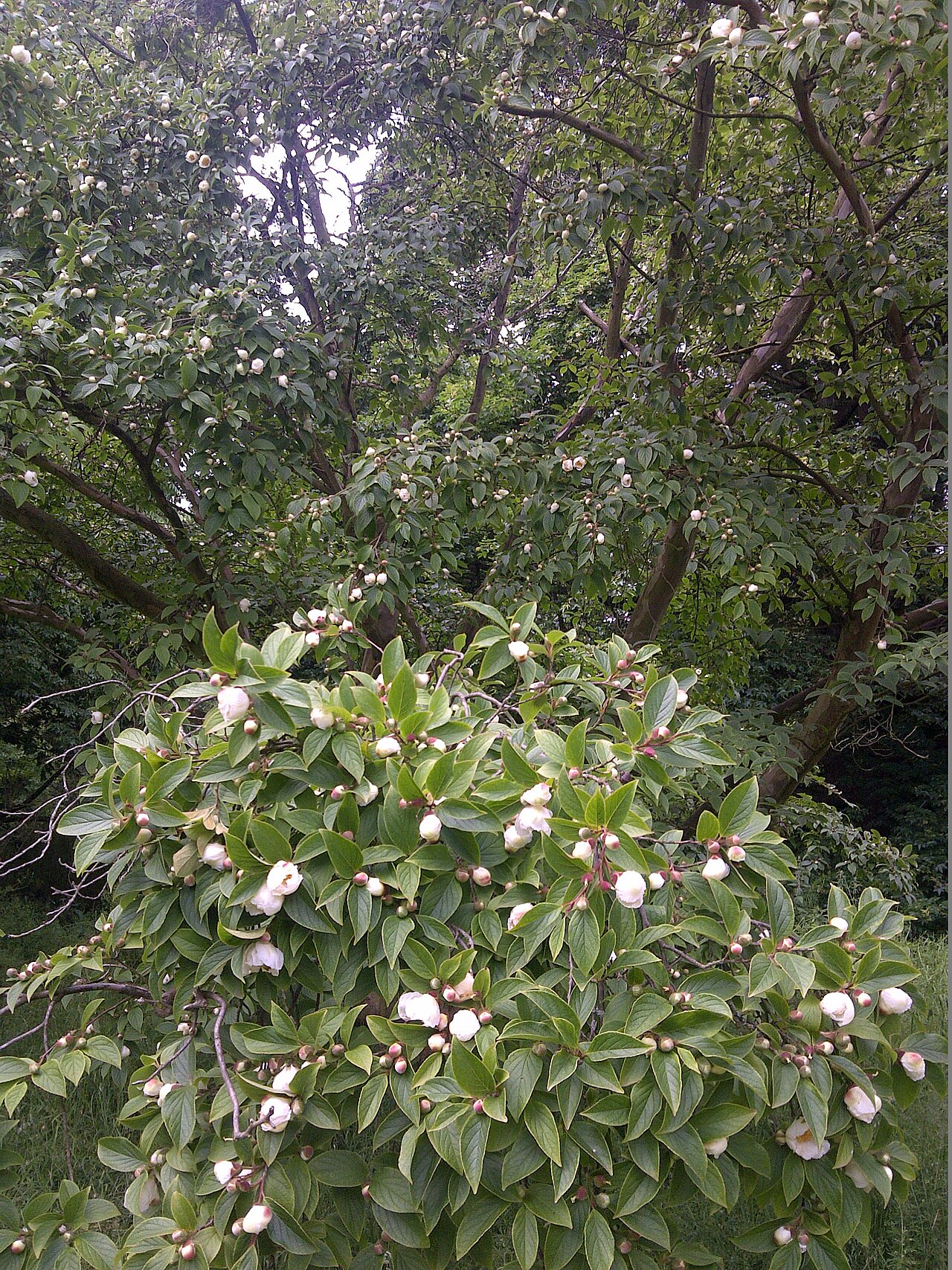 Japanese stewartia: Stewartia pseudocamellia in Kew Gardens, London, England.