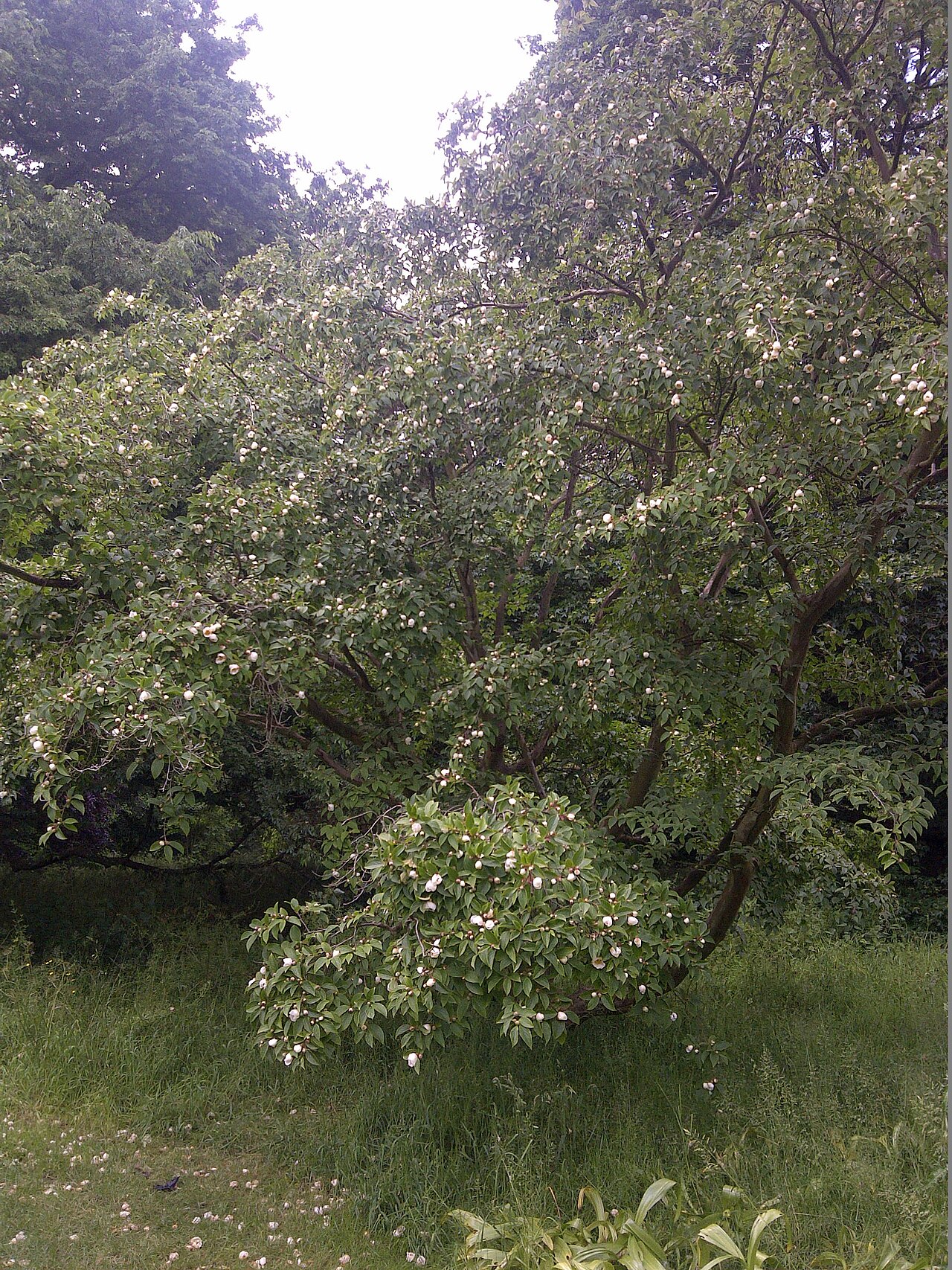 Japanese stewartia: Stewartia pseudocamellia in Kew Gardens, London, England.
