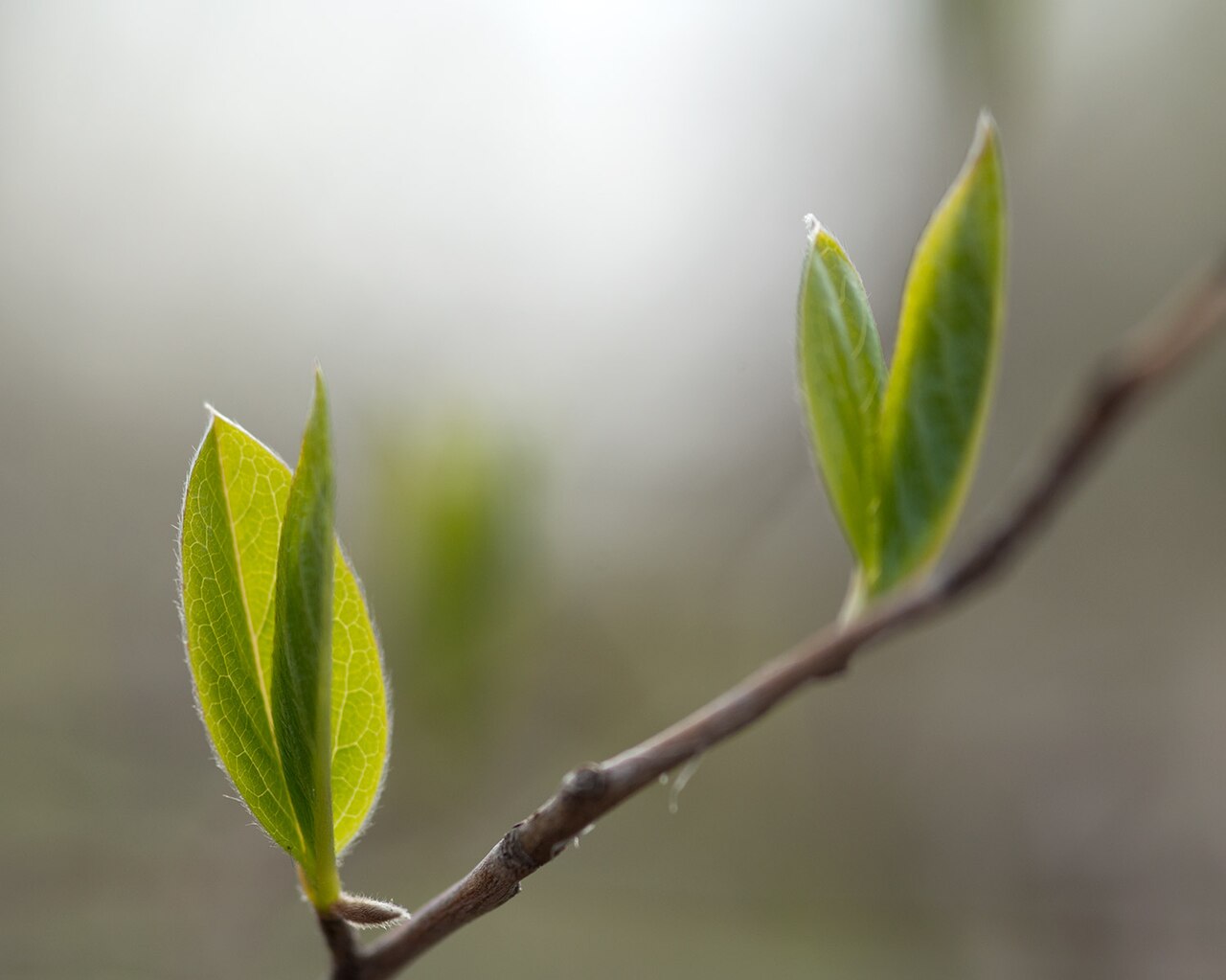 Japanese stewartia: Stewartia pseudocamellia (Japanese Stewartia) breaking leaves
