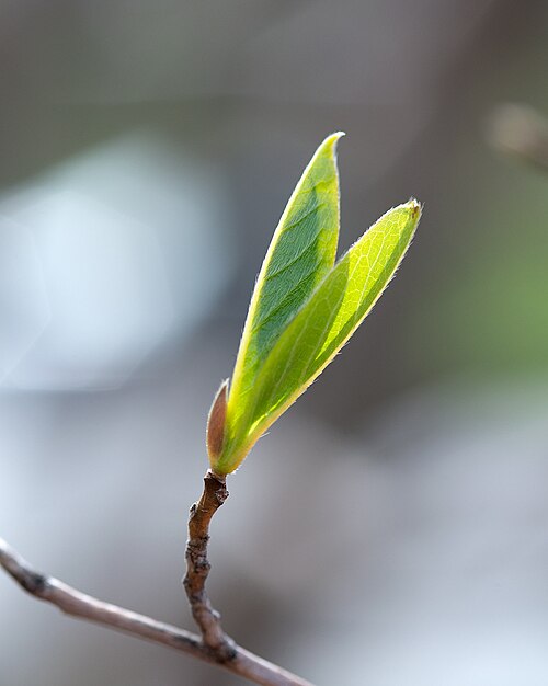 Japanese stewartia: Stewartia pseudocamellia (Japanese Stewartia) breaking leaves