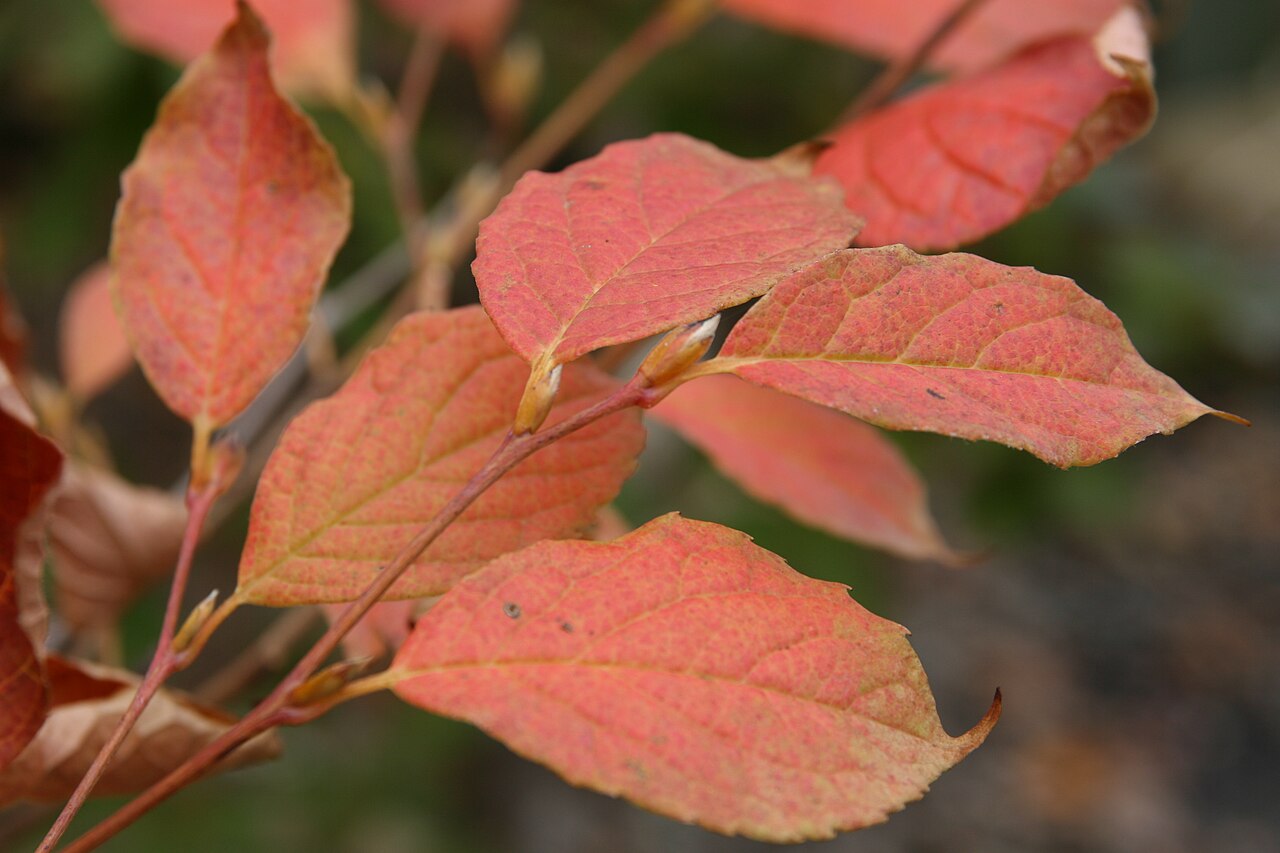 Japanese stewartia: Location taken: Merrifield Garden Center, Fairfax VA USA. Names: Stewartia koreana Nakai ex Rehder, Korean Stewarti Classification: Plantae > Magnoliophyta > Ma