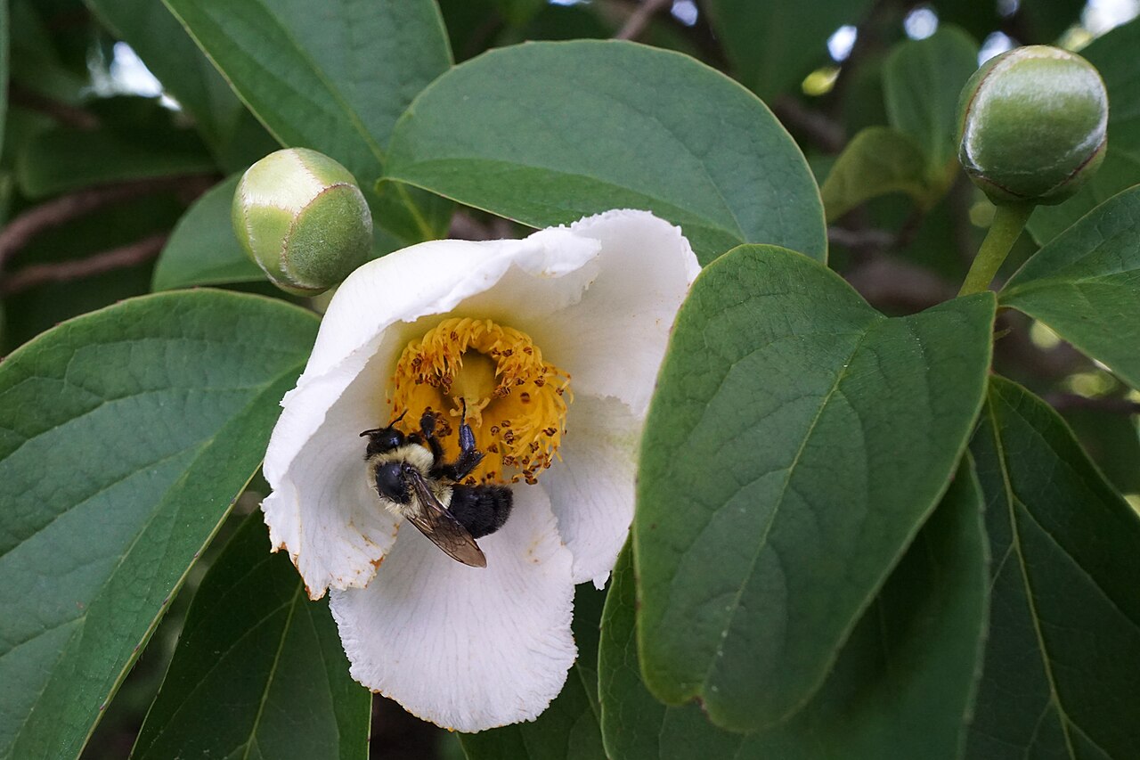 Japanese stewartia: Stewartia pseudocamellia