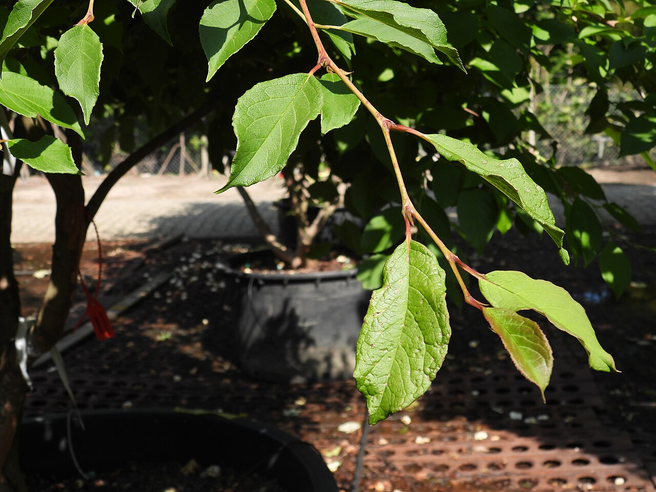 Japanese stewartia: Bladdetail.