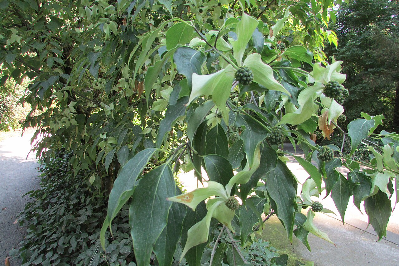 Japanese stewartia: Korean or Japanese stewartia (Stewartia pseudocamellia).