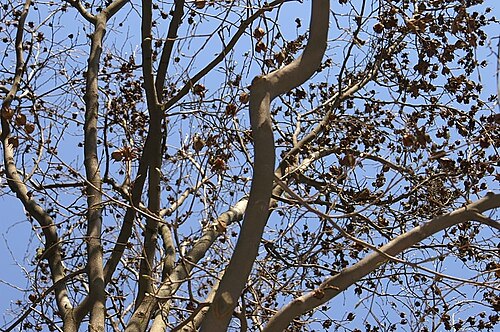 Stewartia rostrata: Location taken: the New York Botanical Garden. Names: Stewartia rostrata Spongberg, Beaked Stewartia, Upright Stewarti Classification: Plantae > Magnoliophyta >