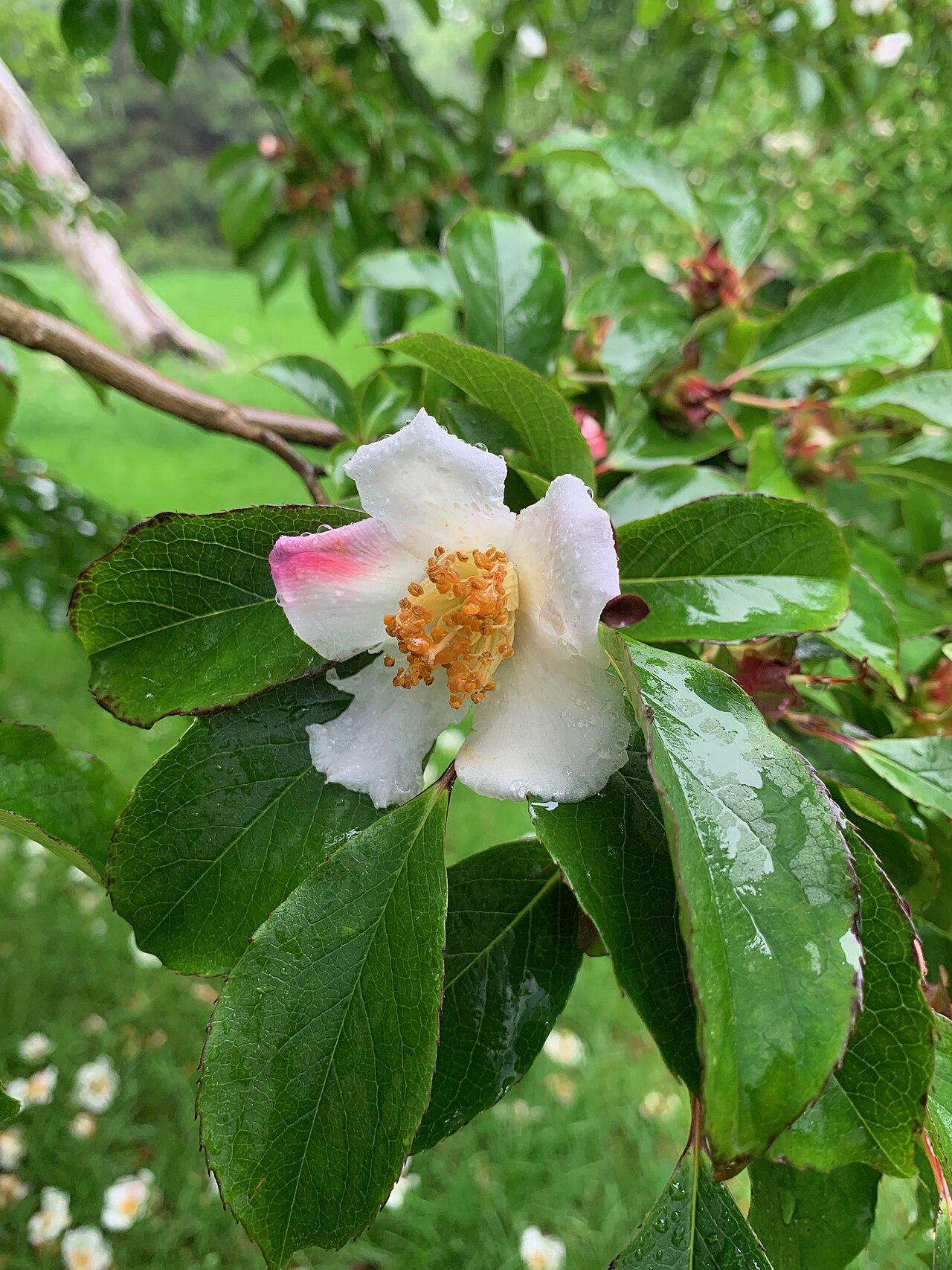 Stewartia serrata: Stewartia serrata