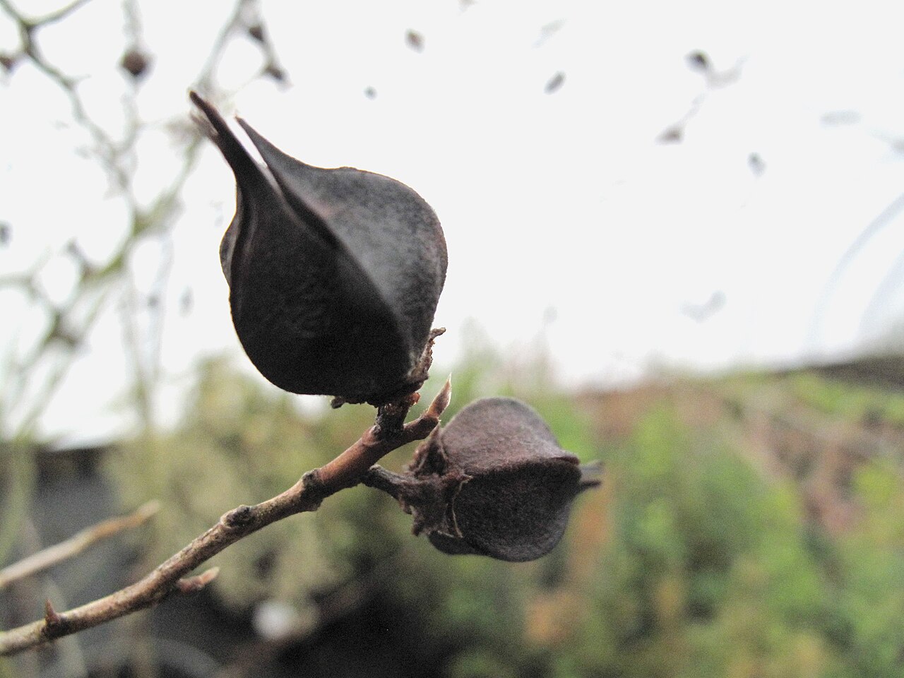 Stewartia serrata: Stewartia serrata