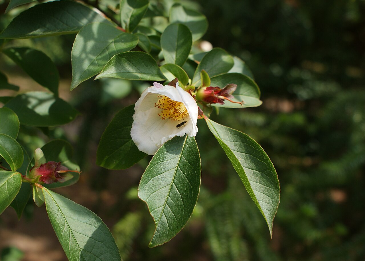 Stewartia serrata: Stewartia serrata in arboretum in Glinna, NW Poland