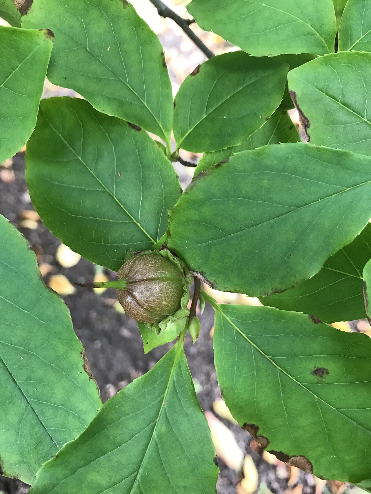 Stewartia serrata: Stewartia serrata fruit at New York Botanical Garden, Bronx, NY, USA