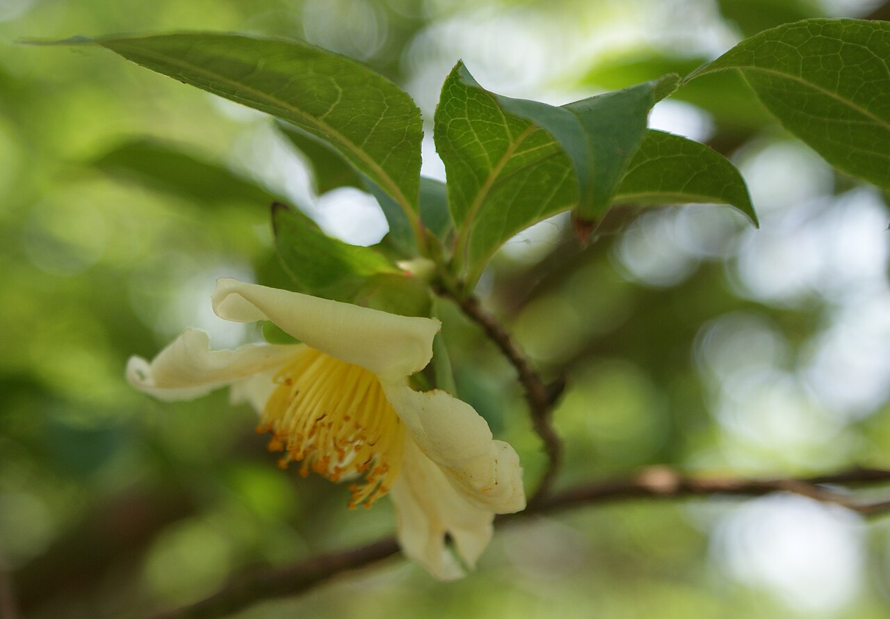 Stewartia serrata: Stewartia serrata from Arboretum Glinna near Szczecin