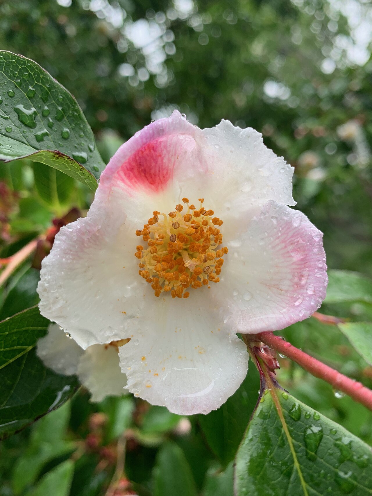 Stewartia serrata: Stewartia serrata