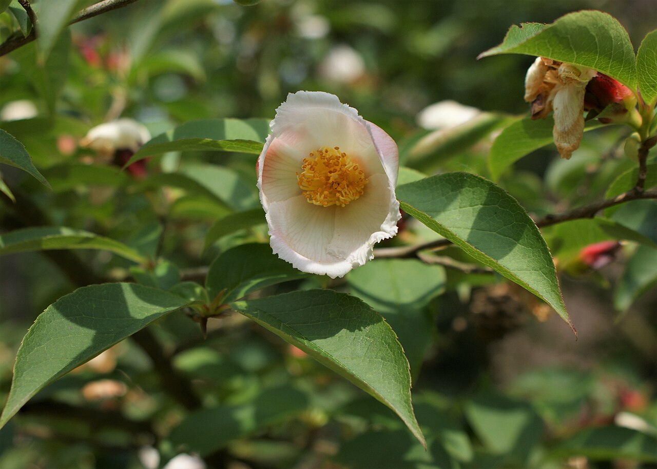 Stewartia serrata: Stewartia serrata in arboretum in Glinna, NW Poland