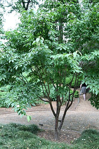 Stewartia sinensis: Chinese Stewartia