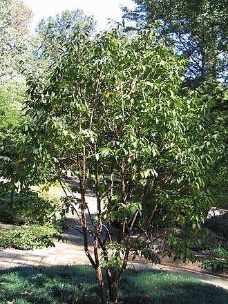 Stewartia sinensis: Location taken: The United States National Arboretum, Washington DC. Names: Stewartia sinensis Rehder & E.H. Wilson, Chinese Stewartia, Stewarti Classification:
