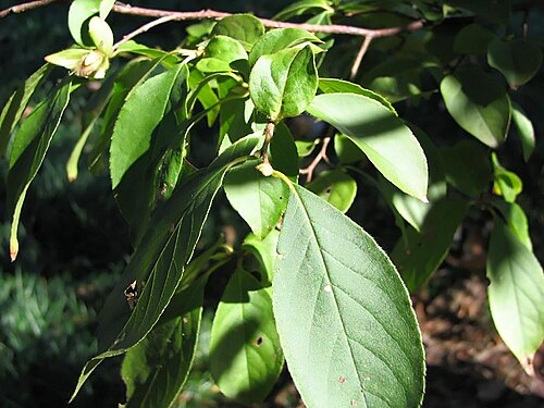 Stewartia sinensis: Location taken: The United States National Arboretum, Washington DC. Names: Stewartia sinensis Rehder & E.H. Wilson, Chinese Stewartia, Stewarti Classification: