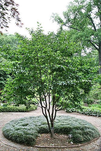Stewartia sinensis: Chinese Stewartia