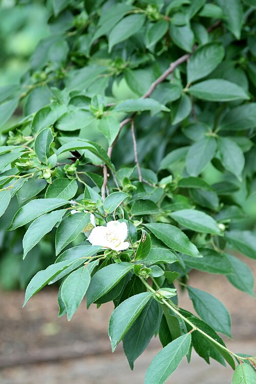 Stewartia sinensis: Chinese Stewartia