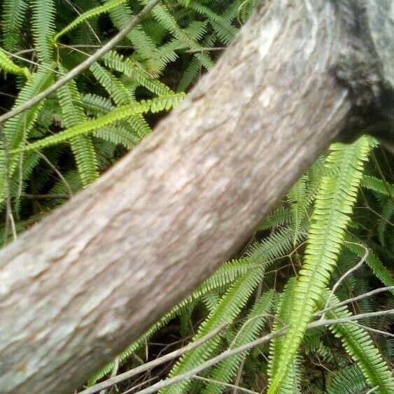 Mexican umbrella fern (Sticherus bifidus)