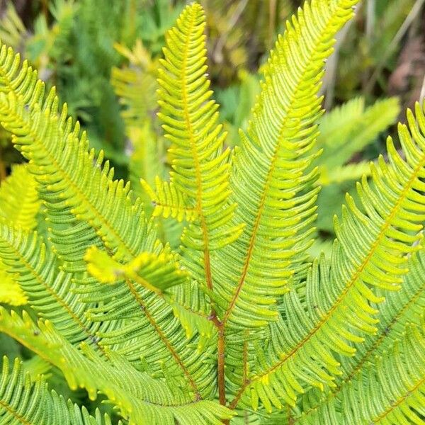 Sticherus cryptocarpus (Sticherus cryptocarpus)