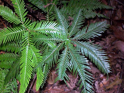 Sticherus flabellatus: Shield Fern, very likely to be Sticherus flabellatus. Photographed under a waterfall at Elvina Bay, Ku-ring-gai Chase National Park, Australia