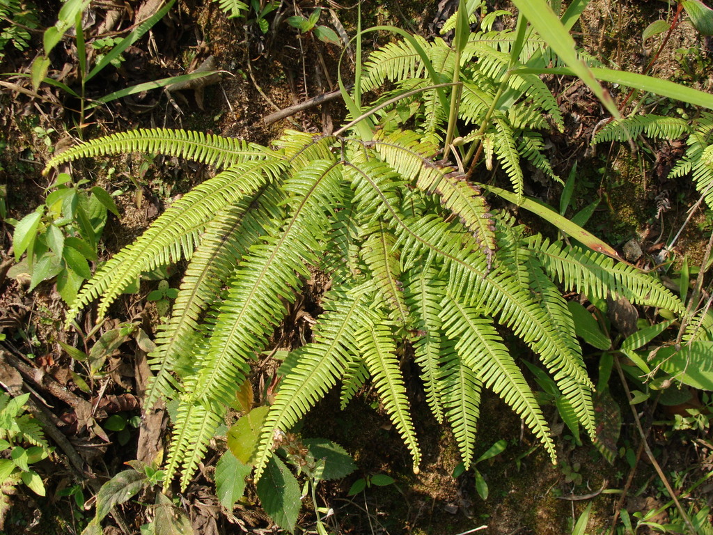 Clothed umbrella fern (Sticherus fulvus)