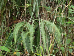 Clothed umbrella fern (Sticherus fulvus)