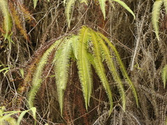 Clothed umbrella fern (Sticherus fulvus)
