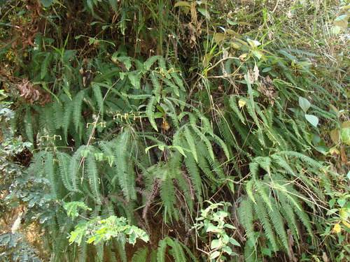 Clothed umbrella fern (Sticherus fulvus)