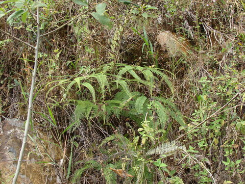 Clothed umbrella fern (Sticherus fulvus)