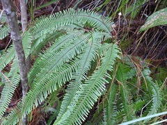 Clothed umbrella fern (Sticherus fulvus)