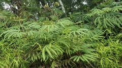 Sticherus furcatus (Sticherus furcatus)
