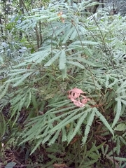 Sticherus furcatus (Sticherus furcatus)