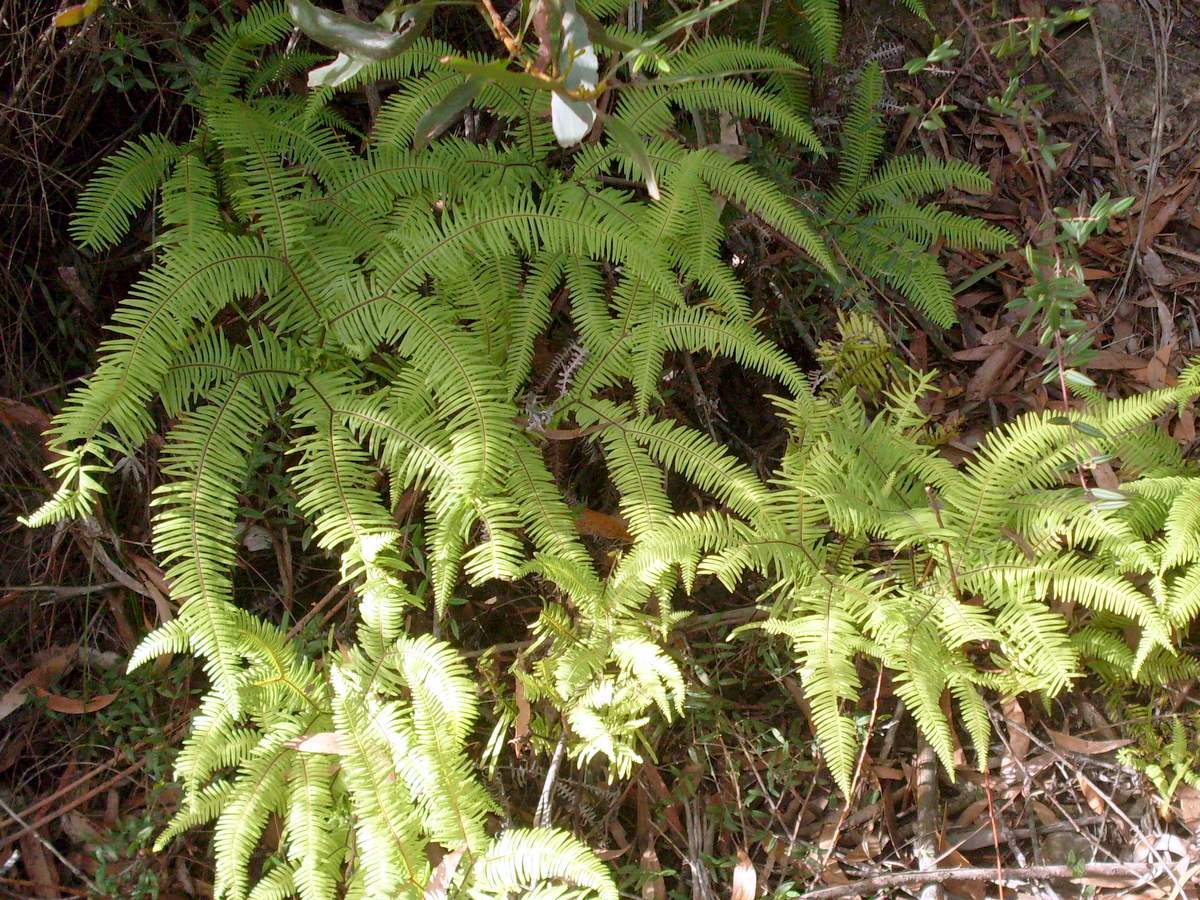 Sticherus lobatus: Fern at Mount Budawang, possibly Sticherus lobatus