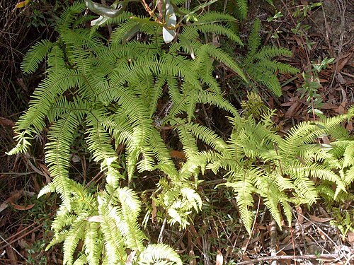 Sticherus lobatus: Fern at Mount Budawang, possibly Sticherus lobatus