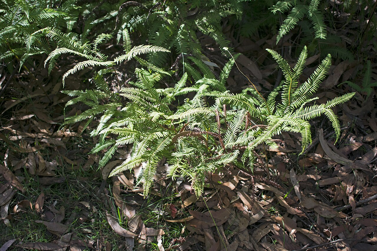 Sticherus lobatus: Sticherus lobatus at Thomas Place, Budderoo NP, New South Wales, Australia