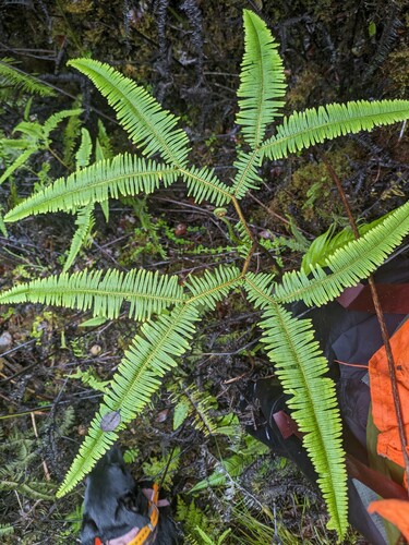 Sticherus owhyhensis (Sticherus owhyhensis)