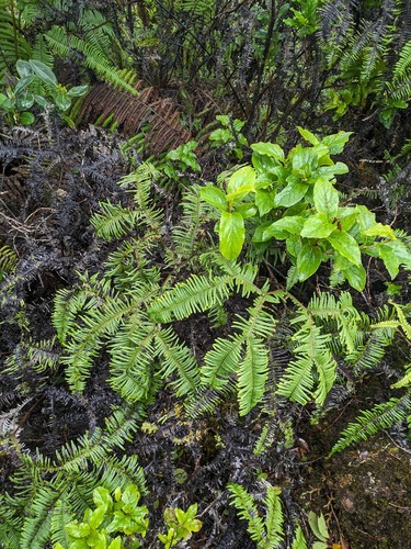 Sticherus owhyhensis (Sticherus owhyhensis)