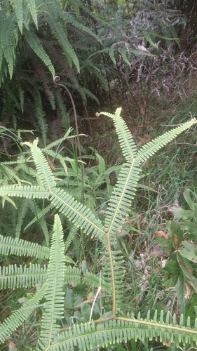 Sticherus owhyhensis (Sticherus owhyhensis)