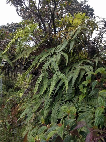 Sticherus owhyhensis (Sticherus owhyhensis)