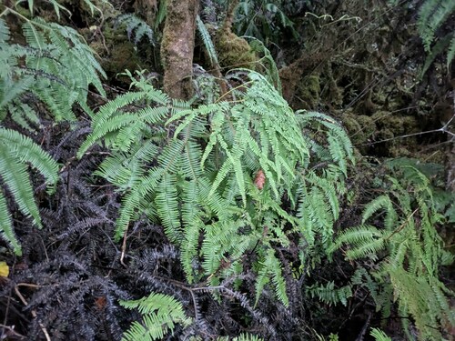 Sticherus owhyhensis (Sticherus owhyhensis)