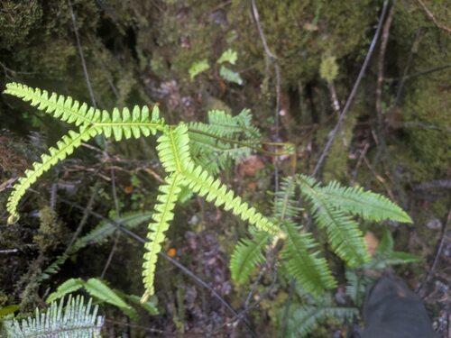 Sticherus owhyhensis (Sticherus owhyhensis)